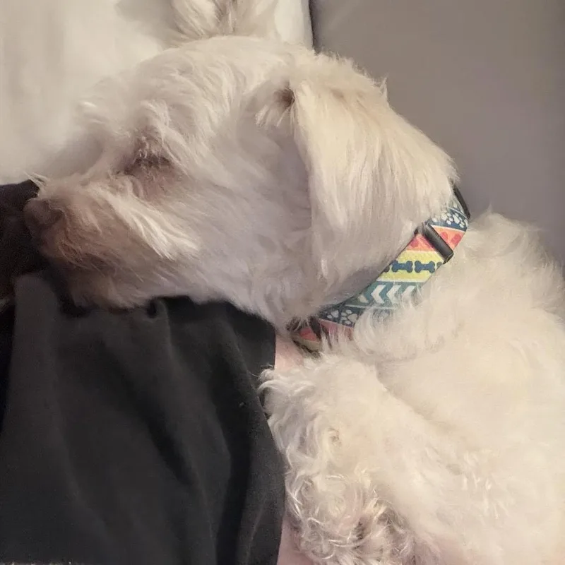 Lola Belle thumbnail 5