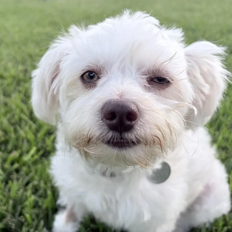 Lola Belle thumbnail 6