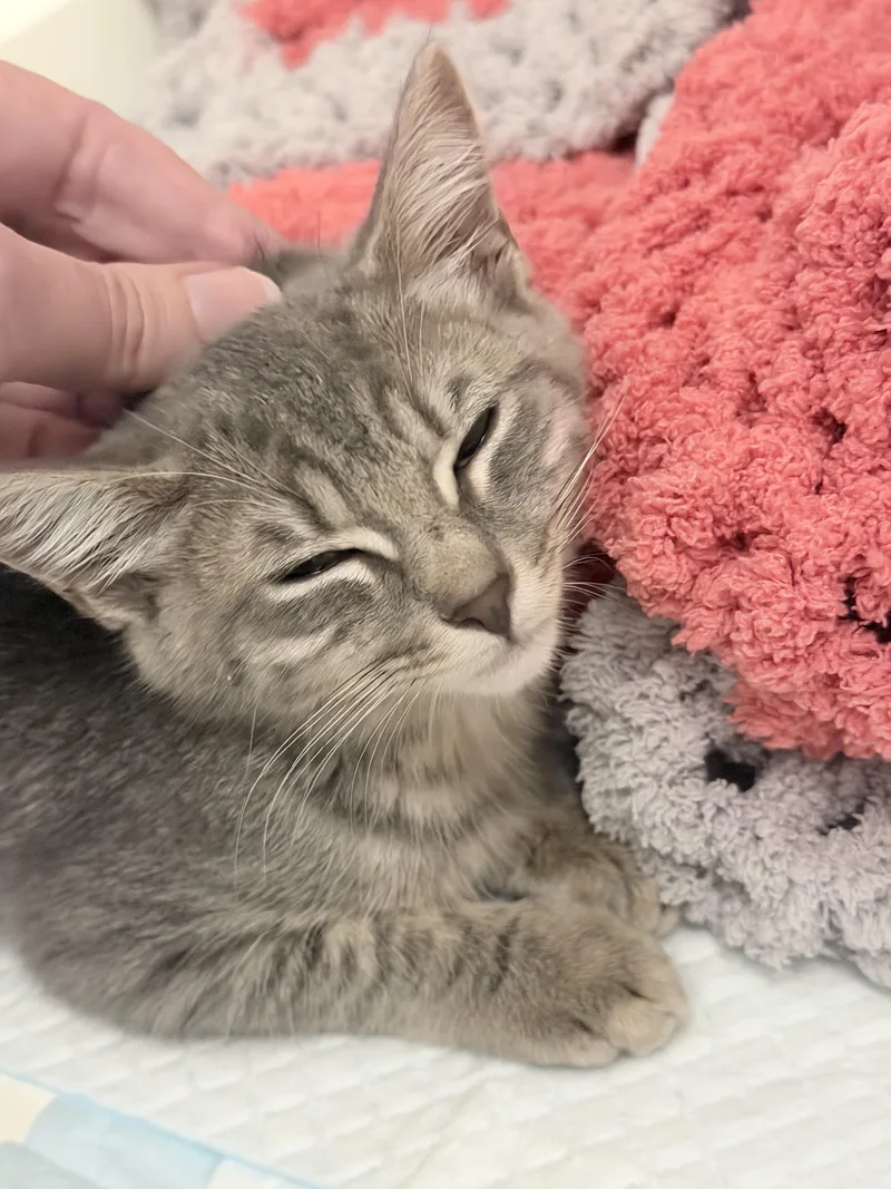 A baby medium-sized female Gray / Blue / Silver Domestic Short Hair cat named Clover for adoption in Brooklyn, NY