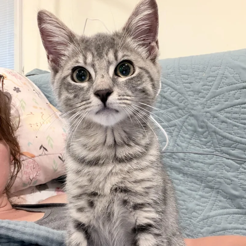 Clover thumbnail 4