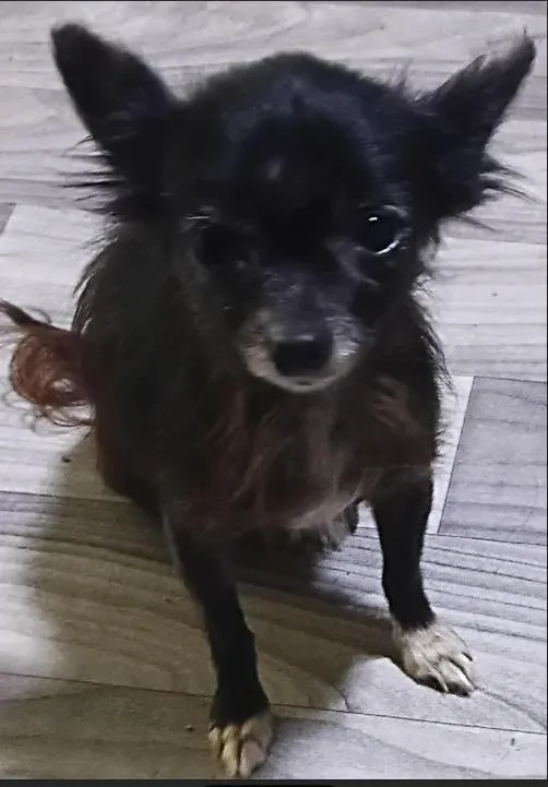 An adult small-sized female Chihuahua dog named Izzie in TX for adoption in Cranston, RI