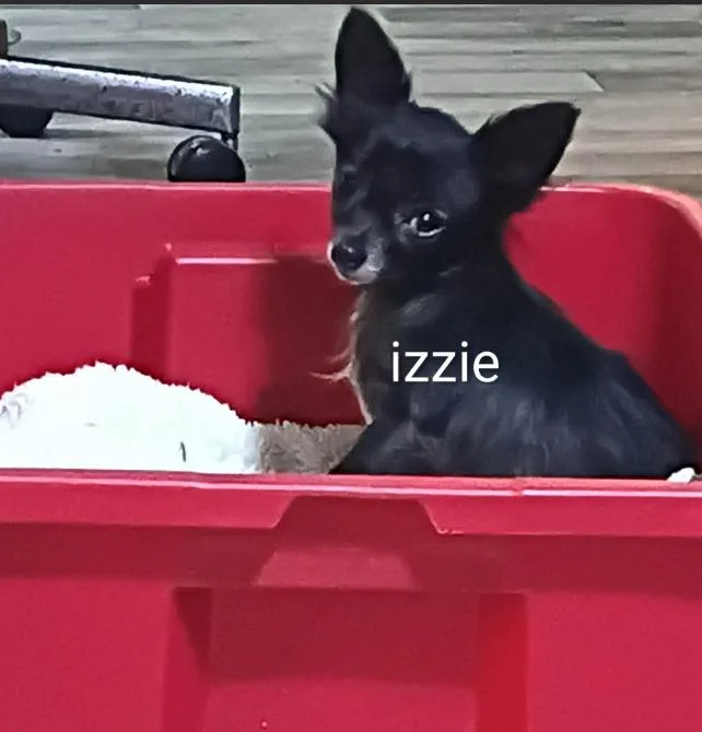 Izzie in TX thumbnail 2