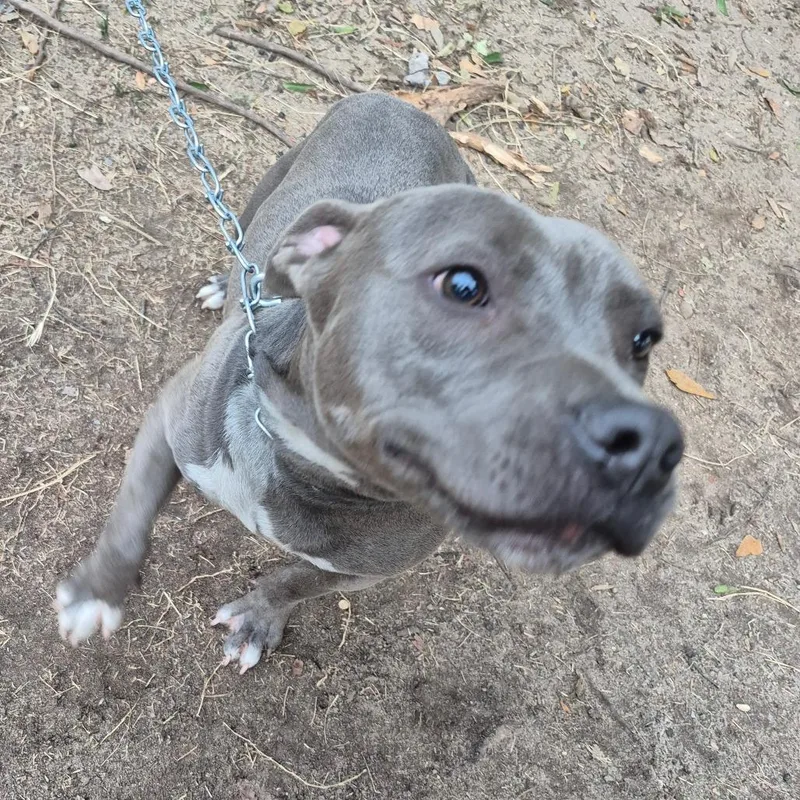 A young medium-sized male Gray / Blue / Silver Mixed Breed dog named Chappy for adoption in Columbus, GA