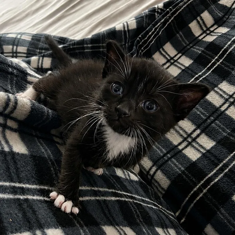 A baby small-sized male Black Domestic Short Hair cat named Sooty for adoption in Tustin, CA