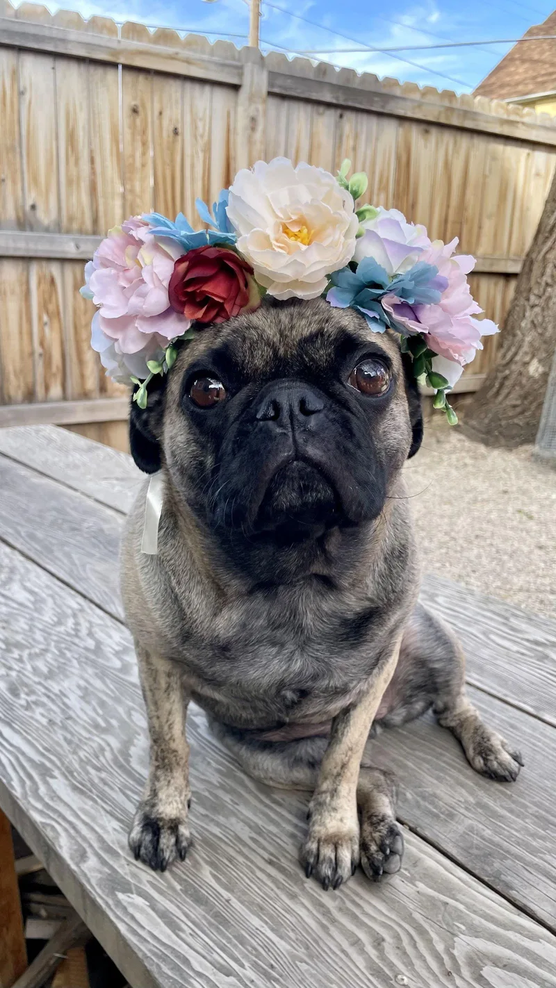 Lady Ludo thumbnail 2