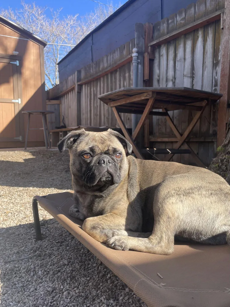 Lady Ludo thumbnail 3