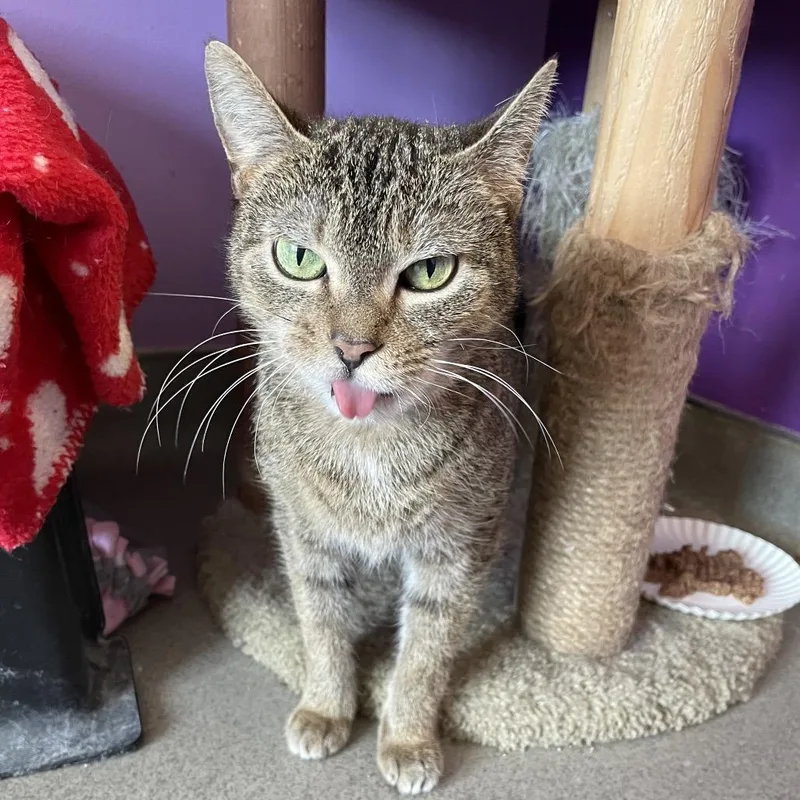An adult medium-sized female Brown / Chocolate Domestic Short Hair cat named Boba for adoption in Hamburg, NY