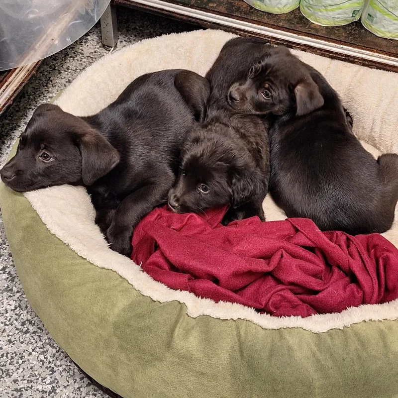 A baby medium-sized male Black Mixed Breed dog named Rolo for adoption in Stanton, KY