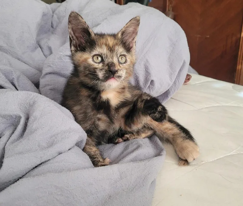 A baby small-sized female Calico cat named Willow's Girl for adoption in Hockessin, DE