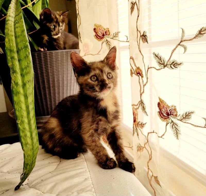 Willow's Girl thumbnail 2
