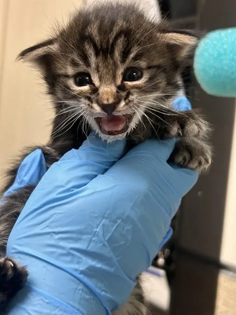 A baby small-sized male Domestic Short Hair cat named Pepito for adoption in Riverside, CA
