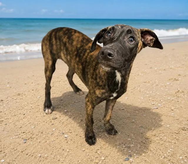A baby small-sized female Belgian Shepherd / Malinois dog named Tati for adoption in Miami, FL