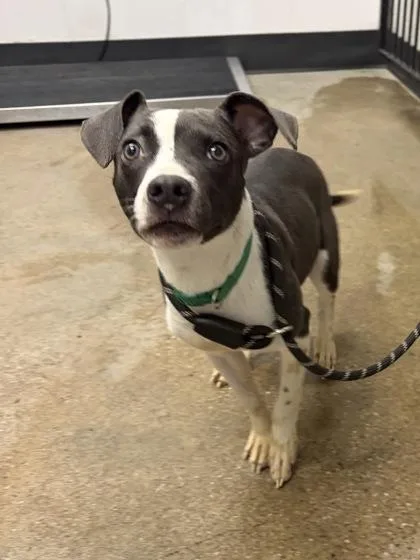 A baby medium-sized female Pit Bull Terrier dog named Selma for adoption in Cleveland, OH