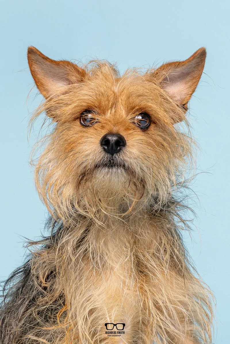 An adult small-sized male Yorkshire Terrier dog named Phineas for adoption in Palatine, IL