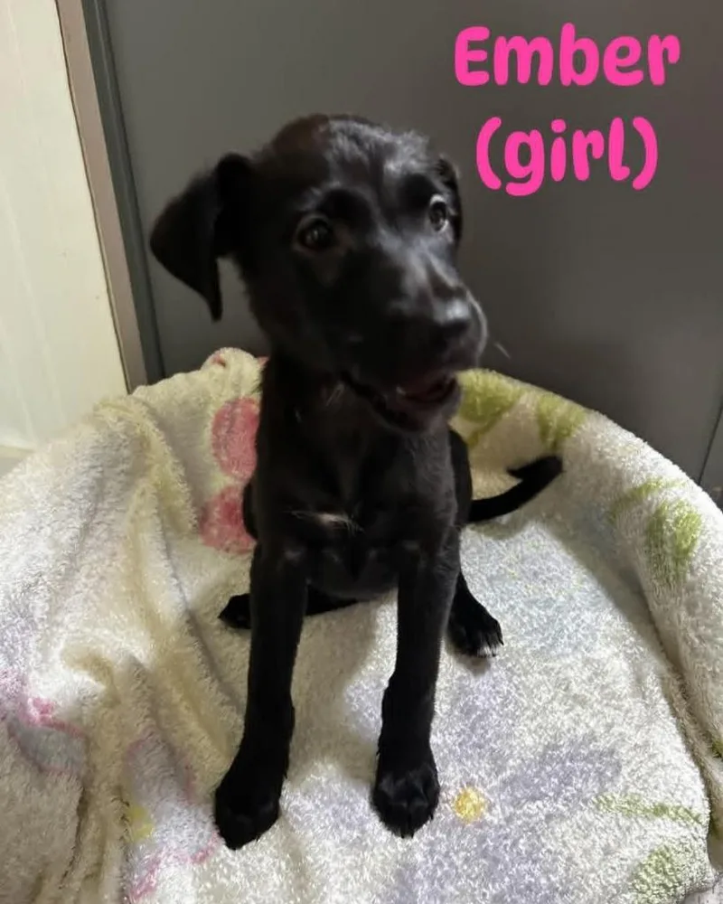 A baby medium-sized female Mixed Breed dog named Ember for adoption in Bossier City, LA