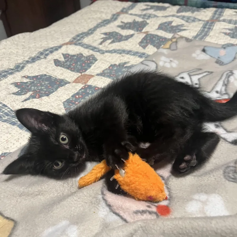 A baby small-sized male Black Domestic Short Hair cat named Carlie for adoption in Bentonville, AR