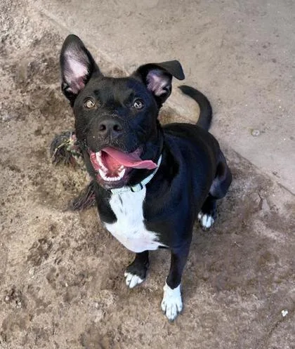 A young medium-sized male Labrador Retriever dog named Cross for adoption in Savannah, GA