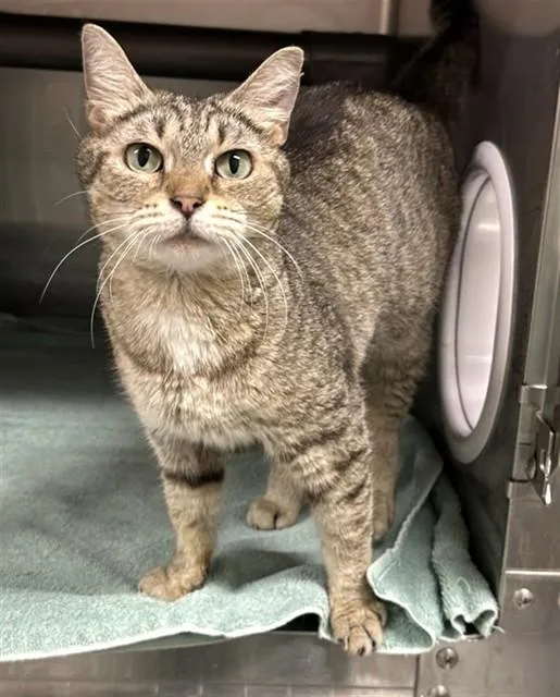 A young medium-sized female Domestic Short Hair cat named Millie for adoption in Augusta, GA
