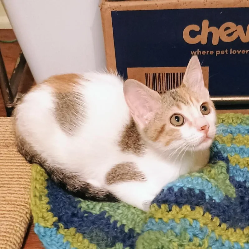 A baby small-sized female White Domestic Short Hair cat named Flitter for adoption in Flower Mound, TX