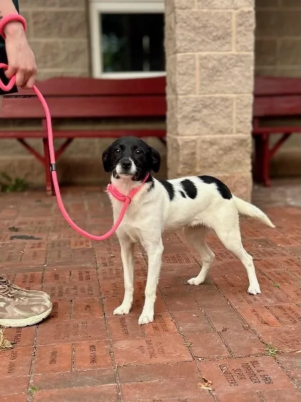 A young medium-sized female Mixed Breed dog named Rhea for adoption in Wooster, OH