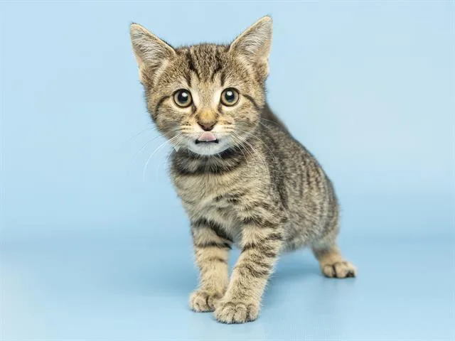 A baby small-sized male Domestic Short Hair cat named Parker for adoption in Phoenix, AZ