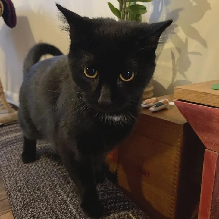An adult large-sized female Black Domestic Short Hair cat named Iris for adoption in Traverse City, MI