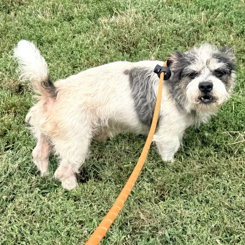 An adult small-sized male Terrier dog named Tin Man for adoption in Warrensburg, MO