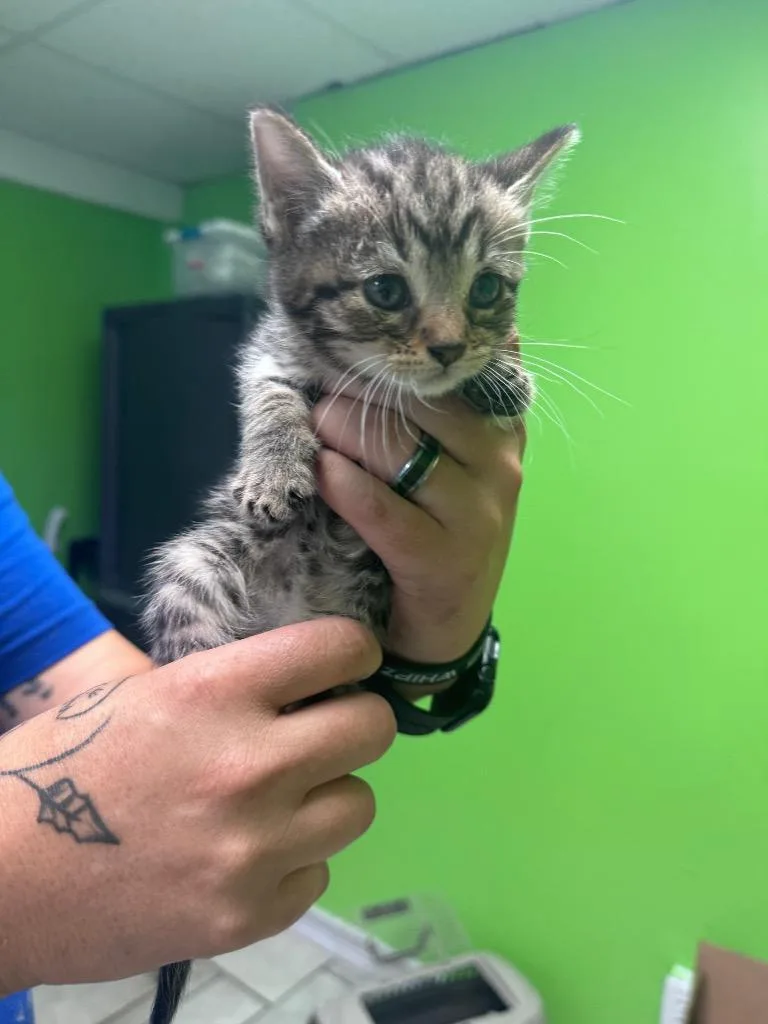 A baby medium-sized female Domestic Short Hair cat named Flaca for adoption in Johnson City, TN