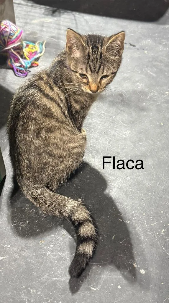 Flaca thumbnail 3