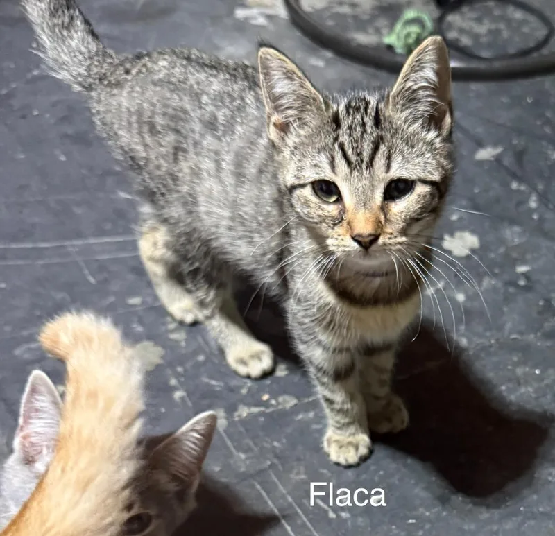 Flaca thumbnail 5