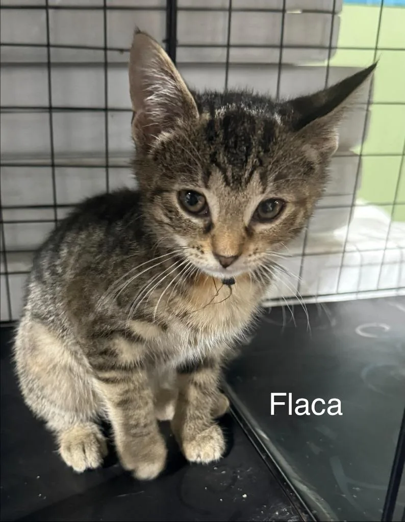 Flaca thumbnail 6