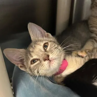 A baby small-sized female Gray / Blue / Silver Domestic Short Hair cat named Birdie for adoption in Knoxville, TN