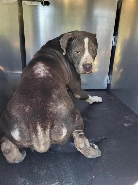 An adult medium-sized female American Staffordshire Terrier dog named Gigi Hagrid for adoption in San Antonio, TX
