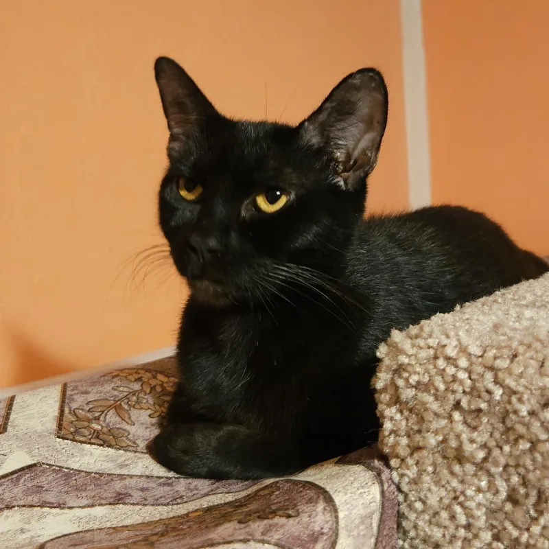 Petunianb thumbnail 2