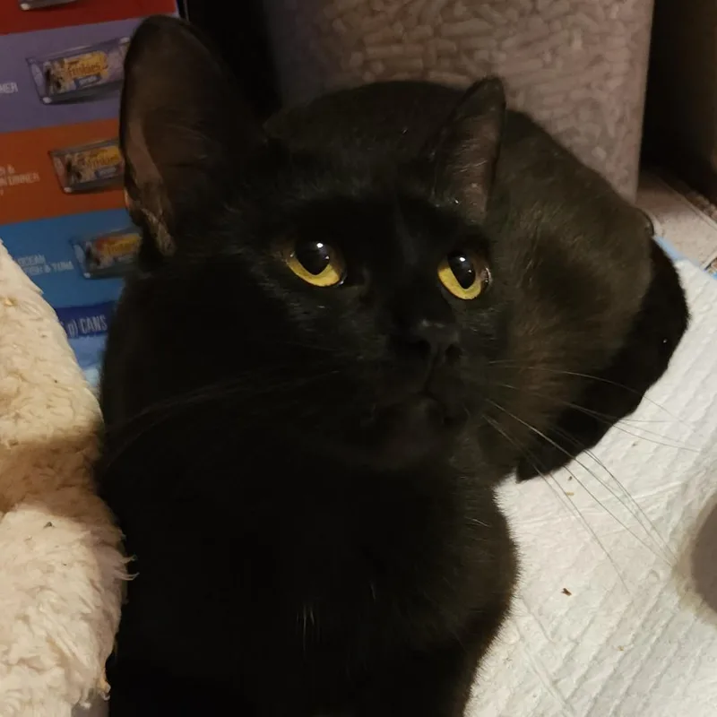 Petunianb thumbnail 4