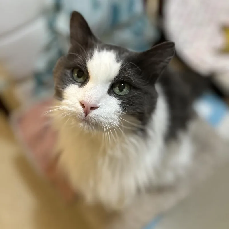 A senior large-sized male Gray / Blue / Silver Turkish Angora cat named Basil for adoption in Bountiful, UT