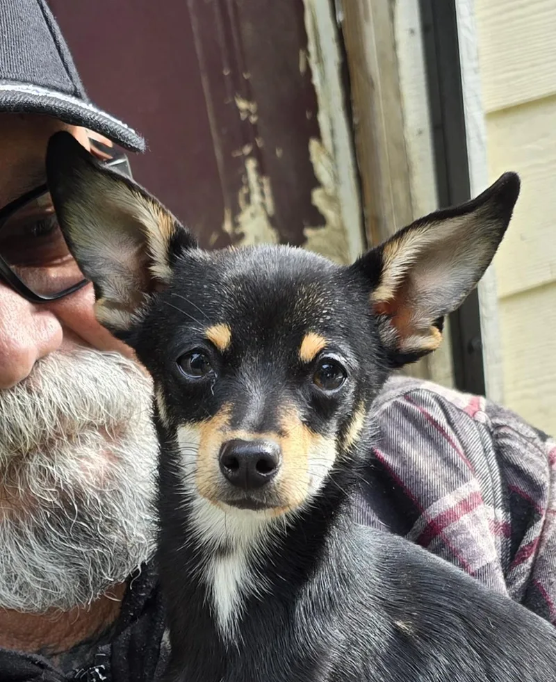 A baby small-sized male Tricolor (Brown, Black, & White) Chihuahua dog named Noodle for adoption in Woodland, CA
