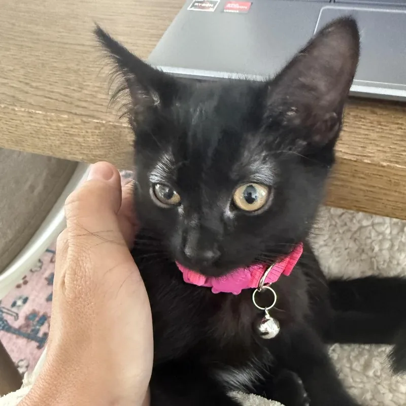 A baby small-sized female Black Domestic Short Hair cat named Lucky for adoption in Tustin, CA