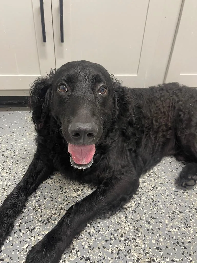 An adult medium-sized male Labrador Retriever dog named Chuck for adoption in Seven Points, TX