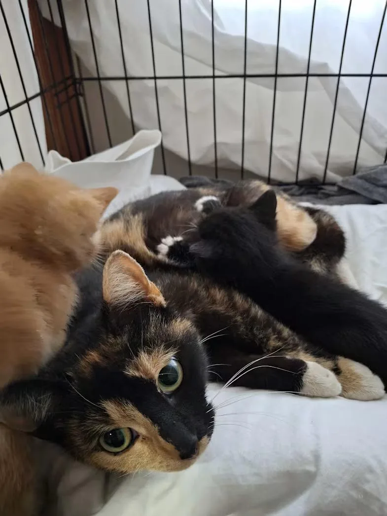 A baby small-sized female Calico Dilute Calico cat named Callalily for adoption in Monterey, VA