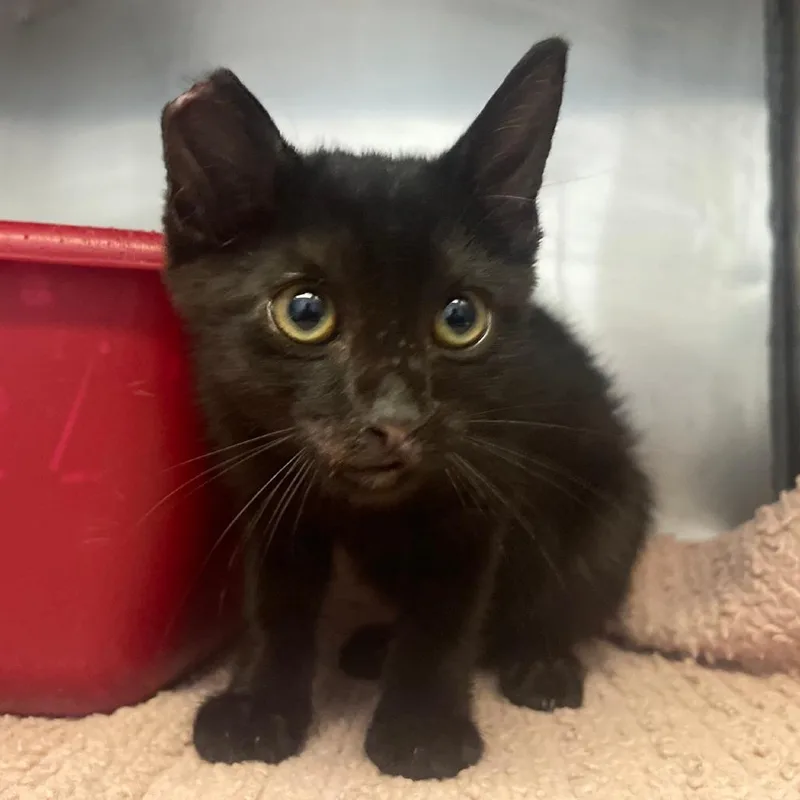 A baby small-sized male Black Domestic Short Hair cat named Hamilton for adoption in Valley, AL