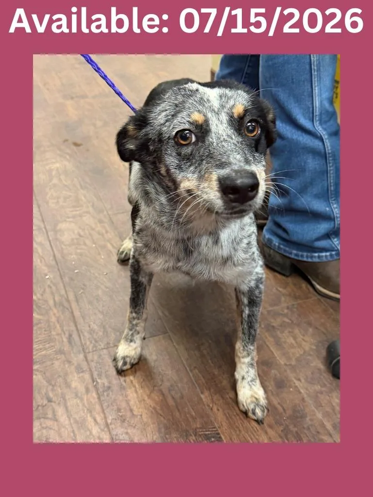 A baby medium-sized female Australian Cattle Dog / Blue Heeler dog named Dog Kennel  Robin for adoption in Greenville, TX