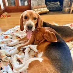 An adult medium-sized male Brown / Chocolate Beagle dog named Elmer for adoption in Wauwatosa, WI