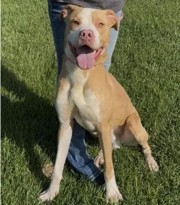 An adult large-sized male Brown / Chocolate Pit Bull Terrier dog named Chip for adoption in Chillicothe, MO