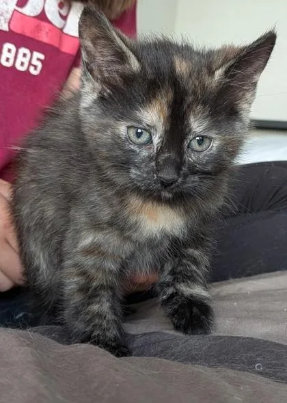 A young small-sized female Domestic Short Hair cat named Indie for adoption in Shawano, WI