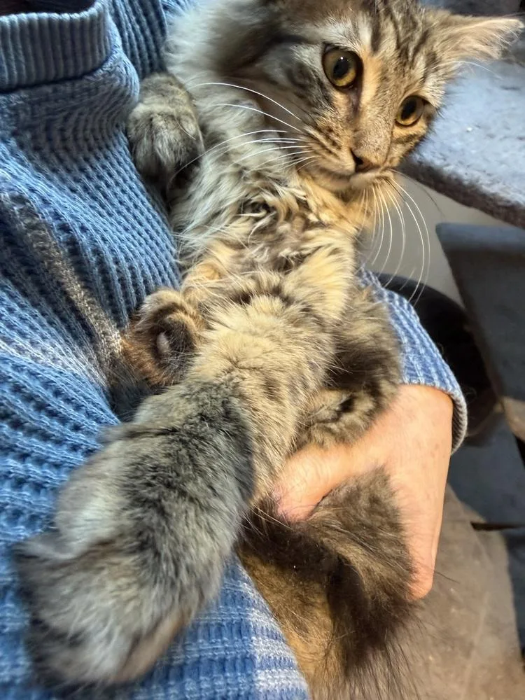 A baby large-sized male Brown / Chocolate Tabby cat named Schitt's Creek:  Roland for adoption in Warren, CT