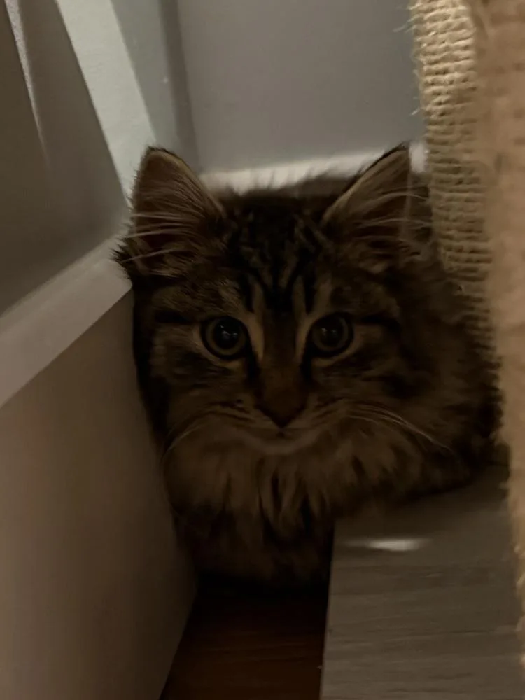 Schitt's Creek:  Roland thumbnail 2