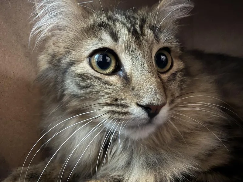 Schitt's Creek:  Roland thumbnail 3