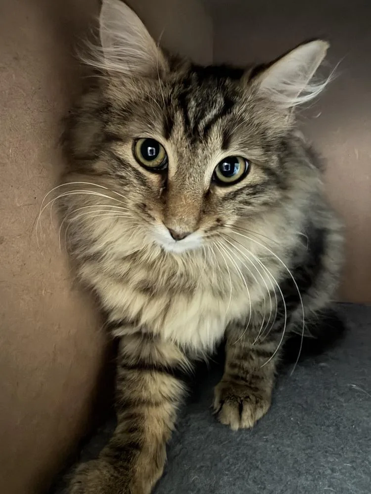 Schitt's Creek:  Roland thumbnail 4