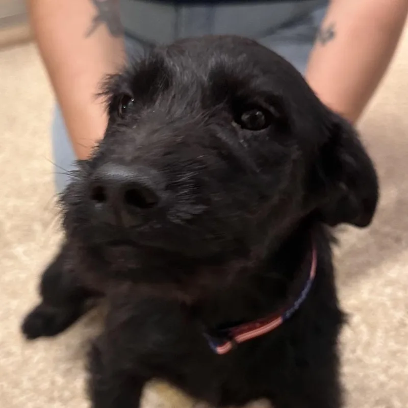 A baby large-sized female Setter dog named Olive for adoption in Reno, NV